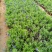 羽叶薰衣草盆栽薰衣草基地直发欢迎实地看货