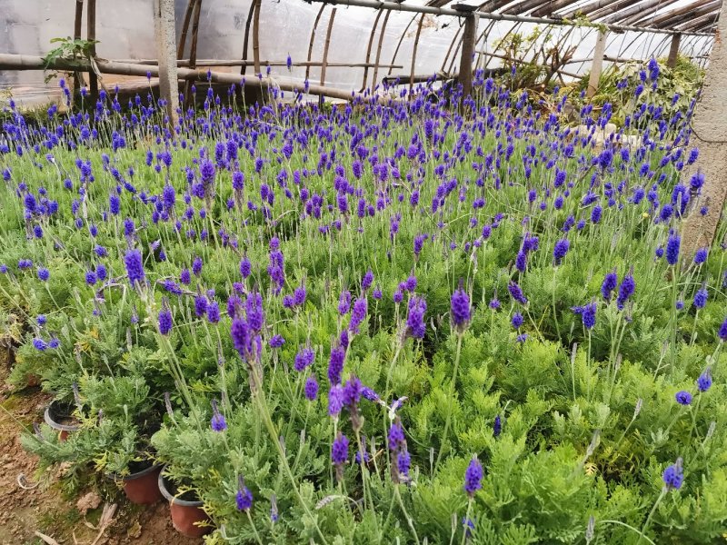 羽叶薰衣草盆栽薰衣草基地直发欢迎实地看货