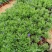 羽叶薰衣草盆栽薰衣草基地直发欢迎实地看货