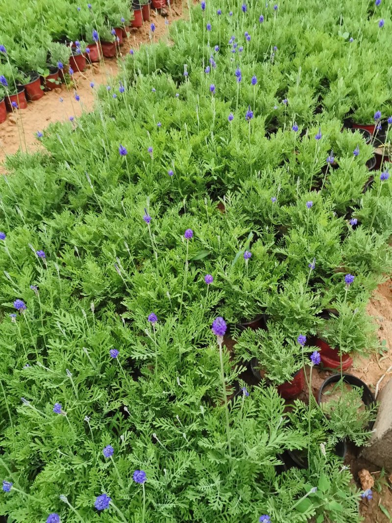 羽叶薰衣草盆栽薰衣草基地直发欢迎实地看货