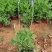 羽叶薰衣草盆栽薰衣草基地直发欢迎实地看货