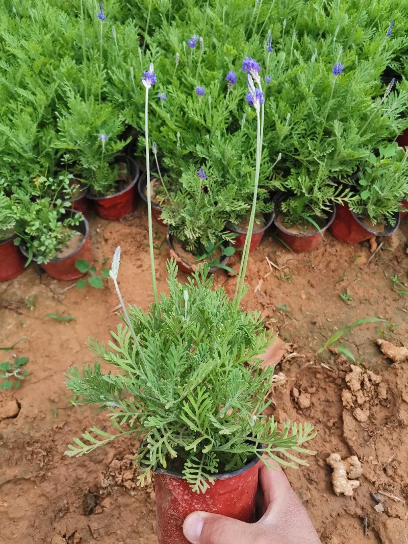 羽叶薰衣草盆栽薰衣草基地直发欢迎实地看货