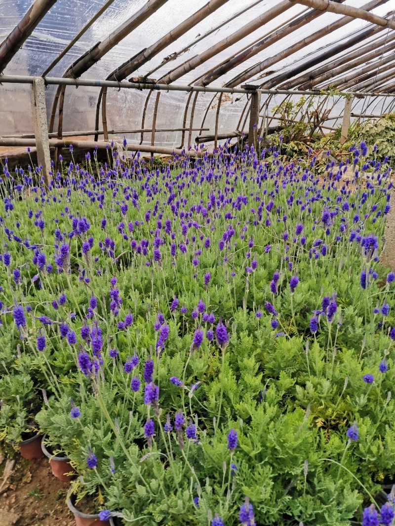 羽叶薰衣草盆栽薰衣草基地直发欢迎实地看货