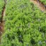 羽叶薰衣草盆栽薰衣草基地直发欢迎实地看货