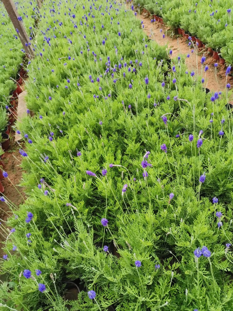 羽叶薰衣草盆栽薰衣草基地直发欢迎实地看货