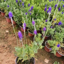 羽叶薰衣草盆栽薰衣草基地直发欢迎实地看货