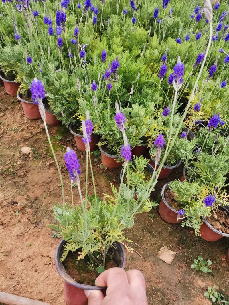 羽叶薰衣草盆栽薰衣草基地直发欢迎实地看货
