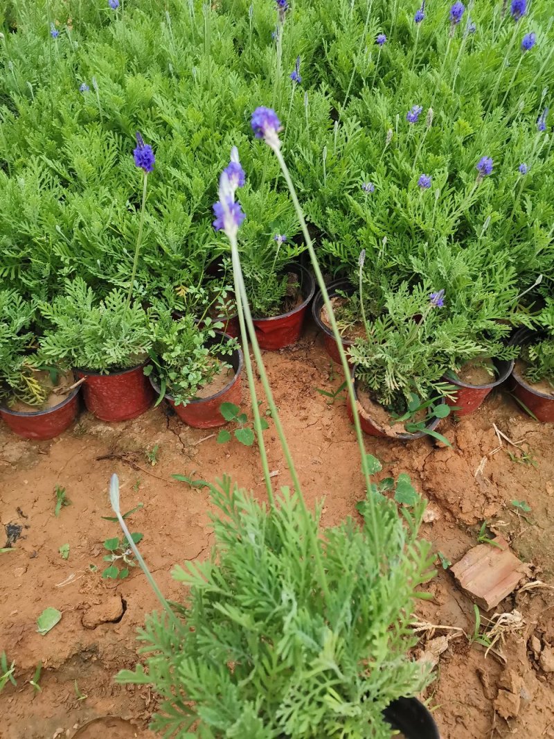 羽叶薰衣草盆栽薰衣草基地直发欢迎实地看货