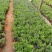 羽叶薰衣草盆栽薰衣草基地直发欢迎实地看货