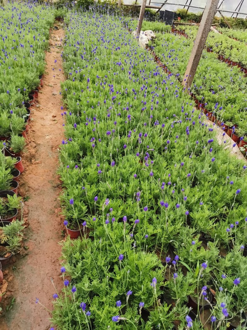 羽叶薰衣草盆栽薰衣草基地直发欢迎实地看货