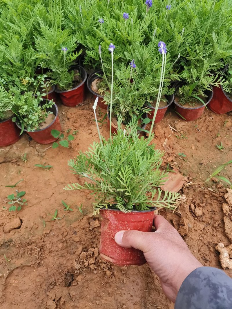 羽叶薰衣草盆栽薰衣草基地直发欢迎实地看货