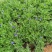 羽叶薰衣草盆栽薰衣草基地直发欢迎实地看货