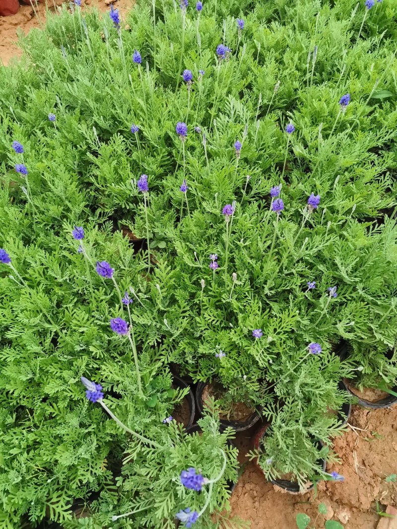 羽叶薰衣草盆栽薰衣草基地直发欢迎实地看货