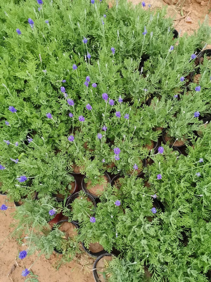 羽叶薰衣草盆栽薰衣草基地直发欢迎实地看货