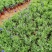 羽叶薰衣草盆栽薰衣草基地直发欢迎实地看货