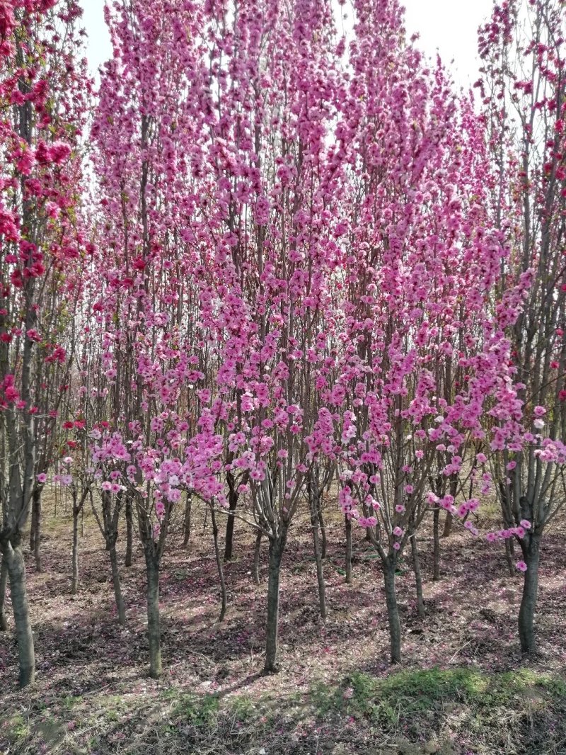 碧桃:地径3一15公分。土质好无病虫害，无根瘤病人工挖球