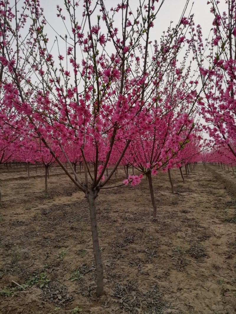 碧桃:地径3一15公分。土质好无病虫害，无根瘤病人工挖球
