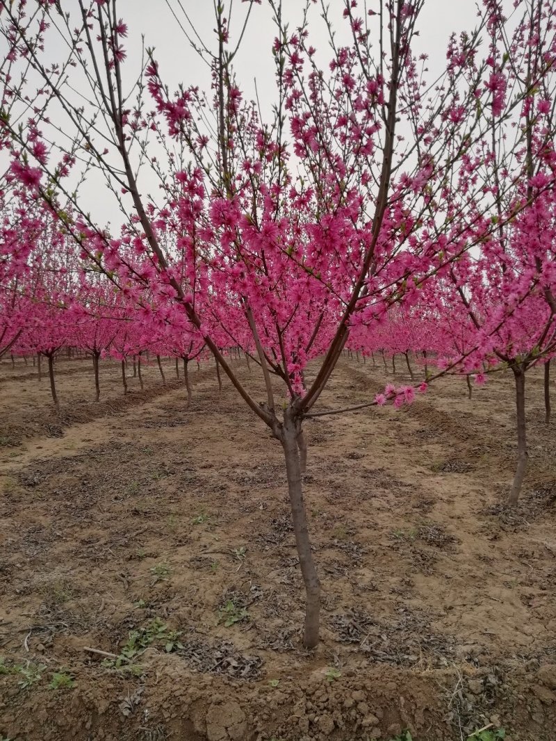 碧桃:地径3一15公分。土质好无病虫害，无根瘤病人工挖球