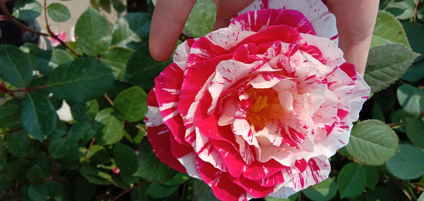 英国雏菊花朵特写