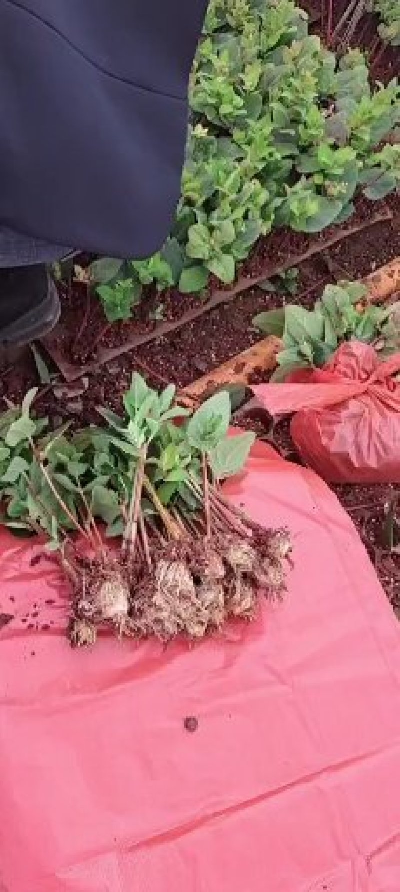 基地发货火龙珠种苗，量大从优，品质保证，易成活