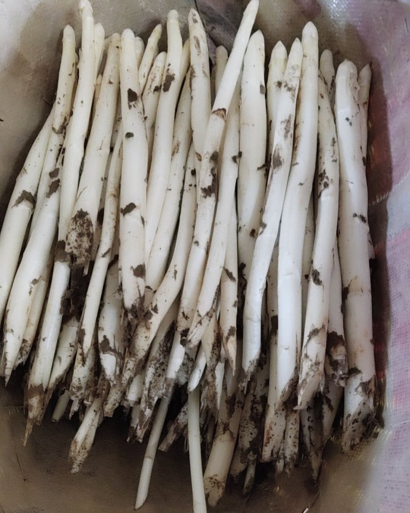 产地直供新鲜优质白芦笋量大从优一次合作终生朋友！