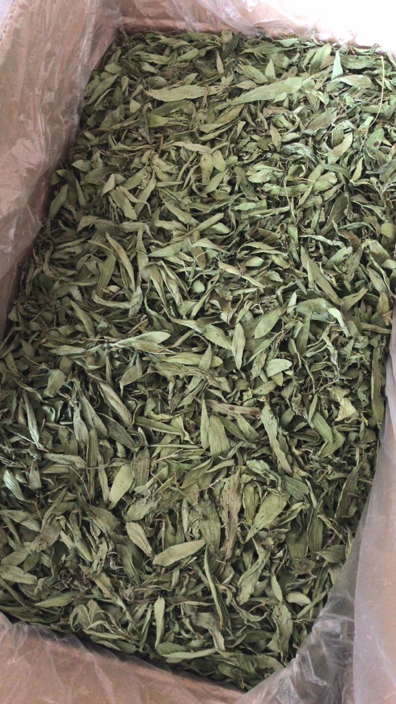 甜叶菊，全叶甜菊叶，小叶、大叶甜叶菊，含糖量高
