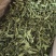 甜叶菊，全叶甜菊叶，小叶、大叶甜叶菊，含糖量高