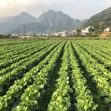 黄心白菜