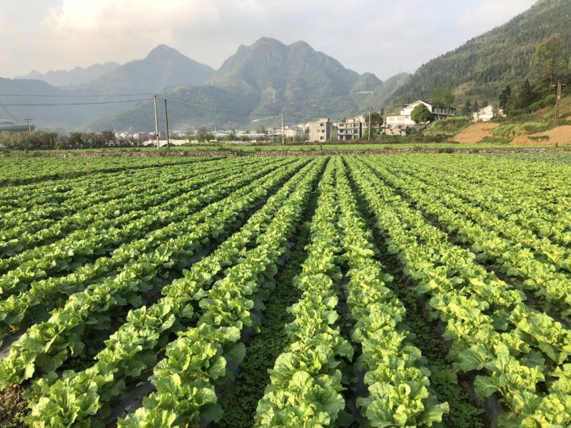 黄心白菜