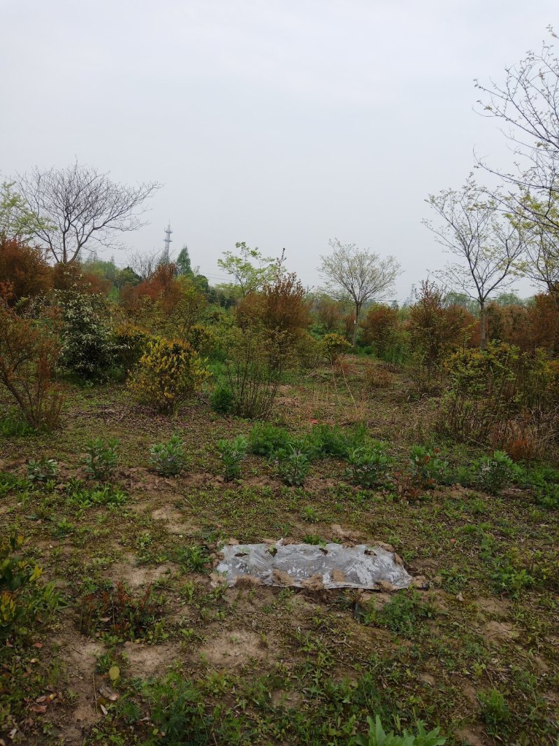 精品黄杨雀舌黄杨瓜子黄杨灌木/公园/绿化/道路