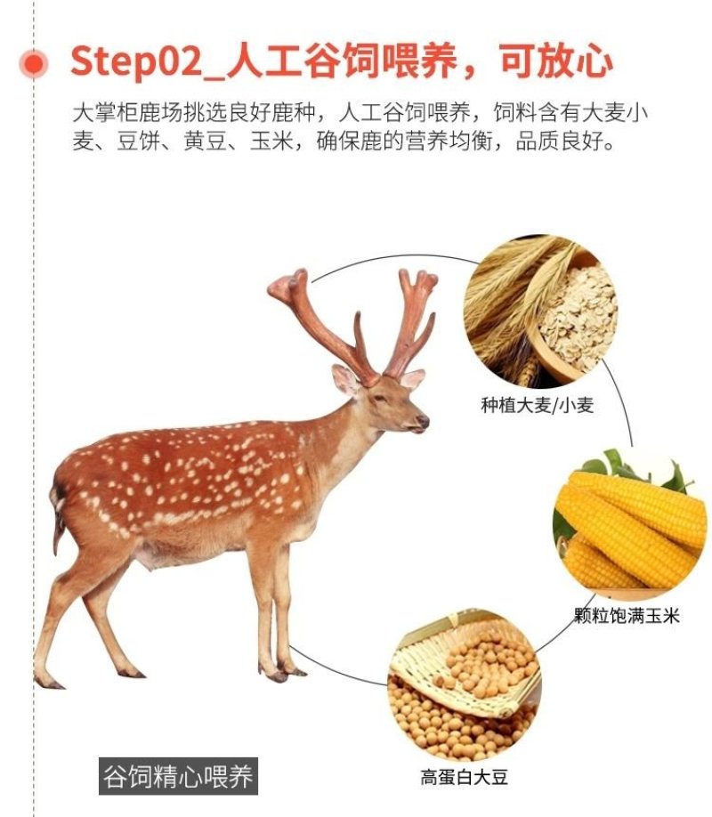 《明轩鹿业》梅花鹿排骨新鲜冷冻顺丰空运