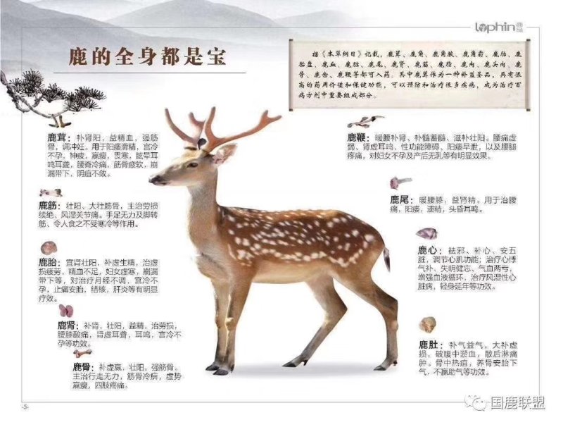 《明轩鹿业》梅花鹿排骨新鲜冷冻顺丰空运