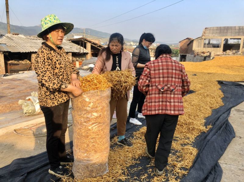 2025年质优价廉金针菜湖南黄花菜菜农直发产地