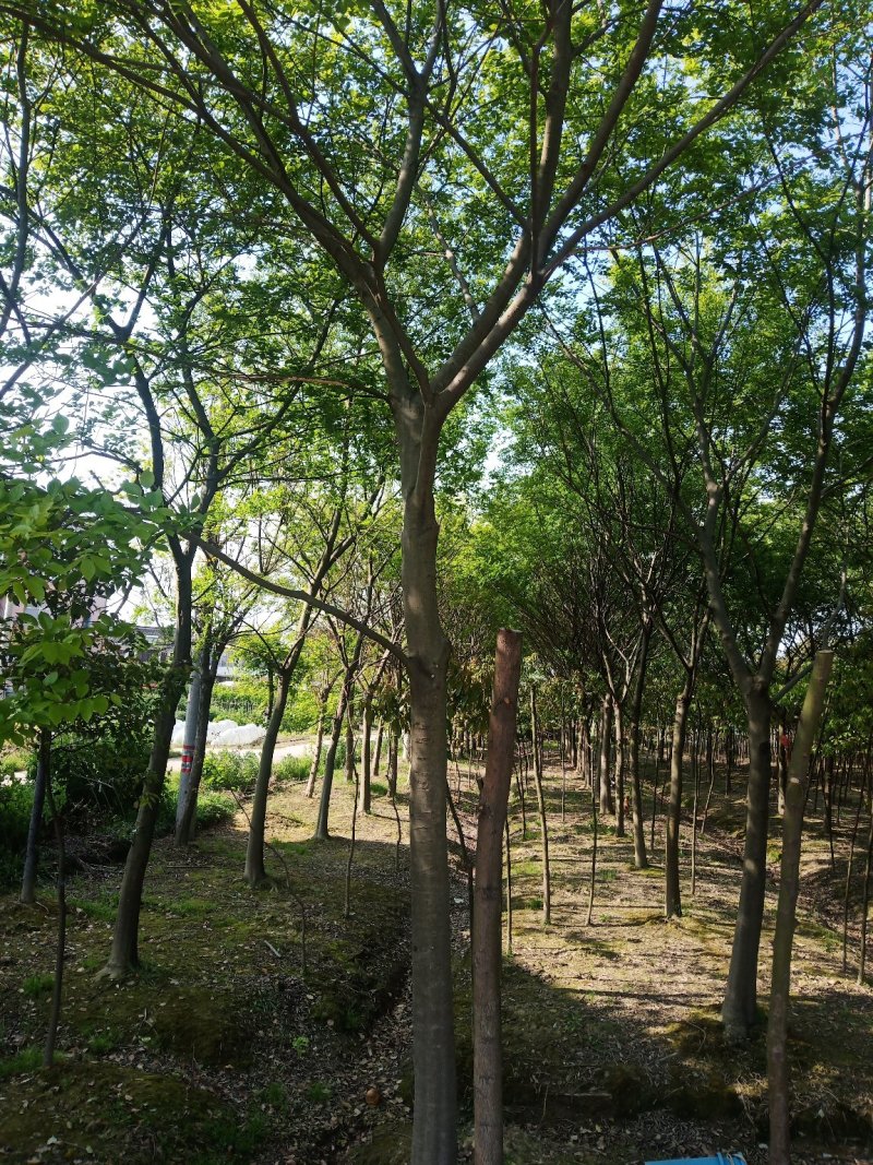 【丛生朴树】单杆粗6-18/80-100公分