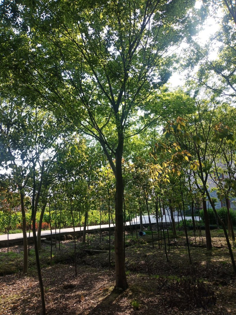 【丛生朴树】单杆粗6-18/80-100公分