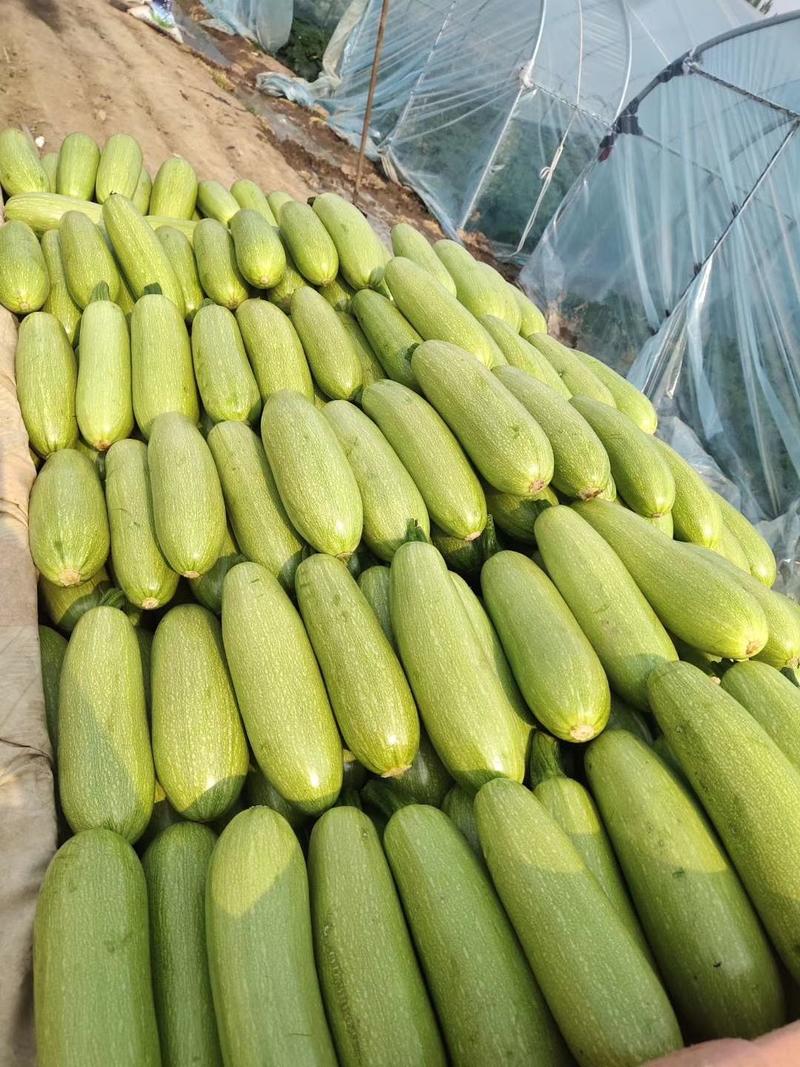 【热销】河南精品西葫芦0.4斤以上大棚优质果，小瓜