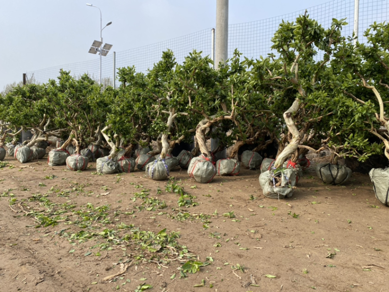 金银花老桩盆景，金银花种植基地，