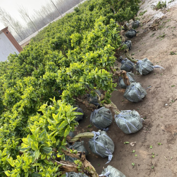 金银花老桩盆景，金银花种植基地，