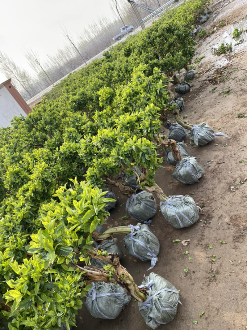金银花老桩盆景，金银花种植基地，