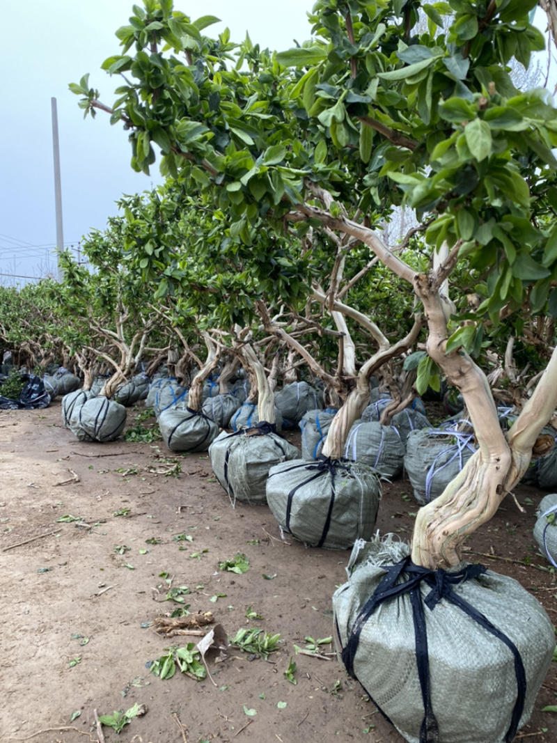 金银花老桩盆景，金银花种植基地，