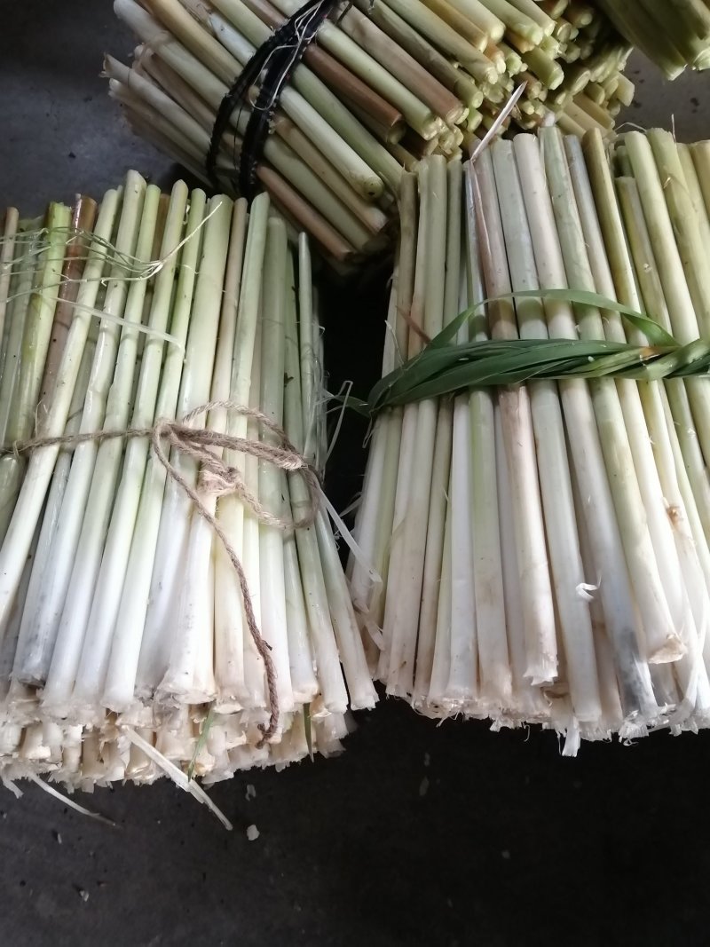 微山湖野生蒲菜
