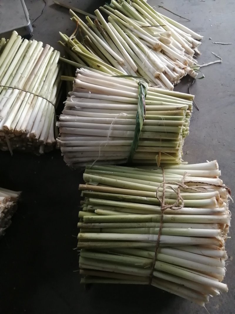 微山湖野生蒲菜