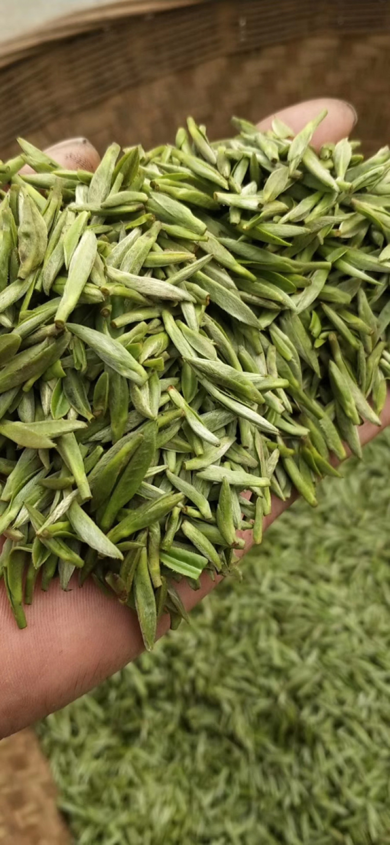 雅安蒙上茶