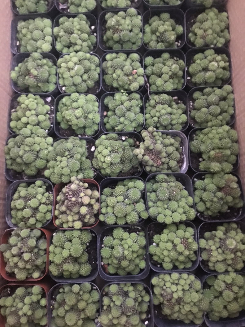 山东青州花卉各种多肉1.2元一盆