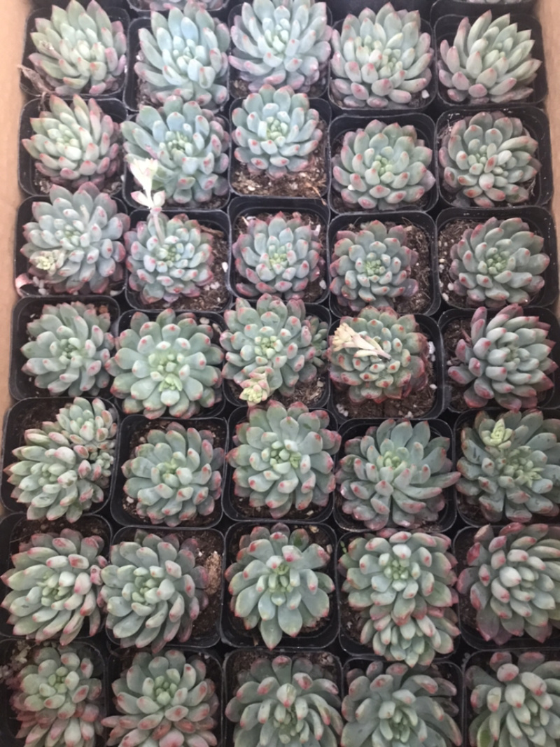 山东青州花卉各种多肉1.2元一盆