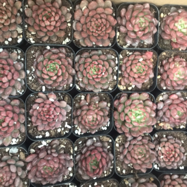山东青州花卉各种多肉1.2元一盆