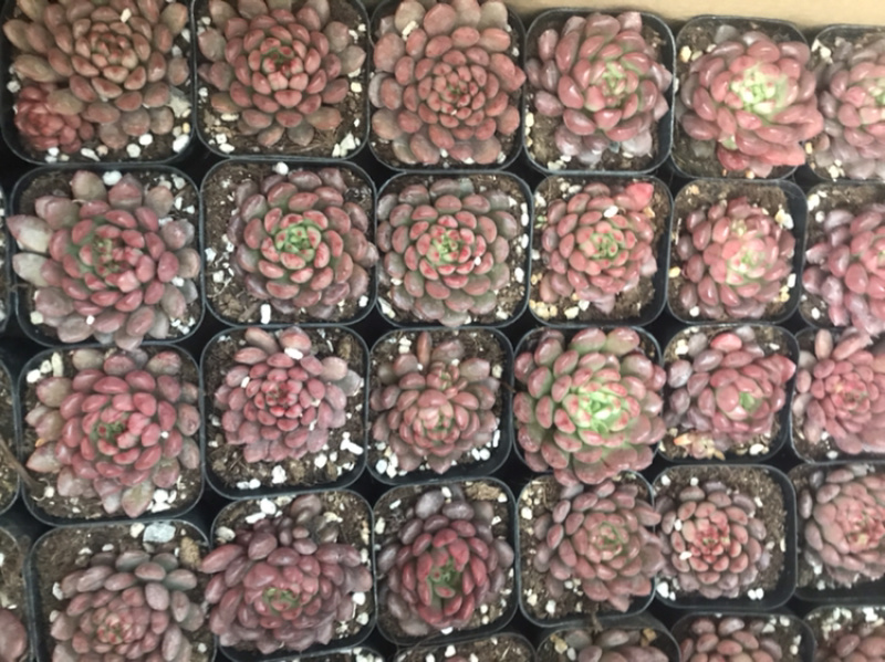 山东青州花卉各种多肉1.2元一盆