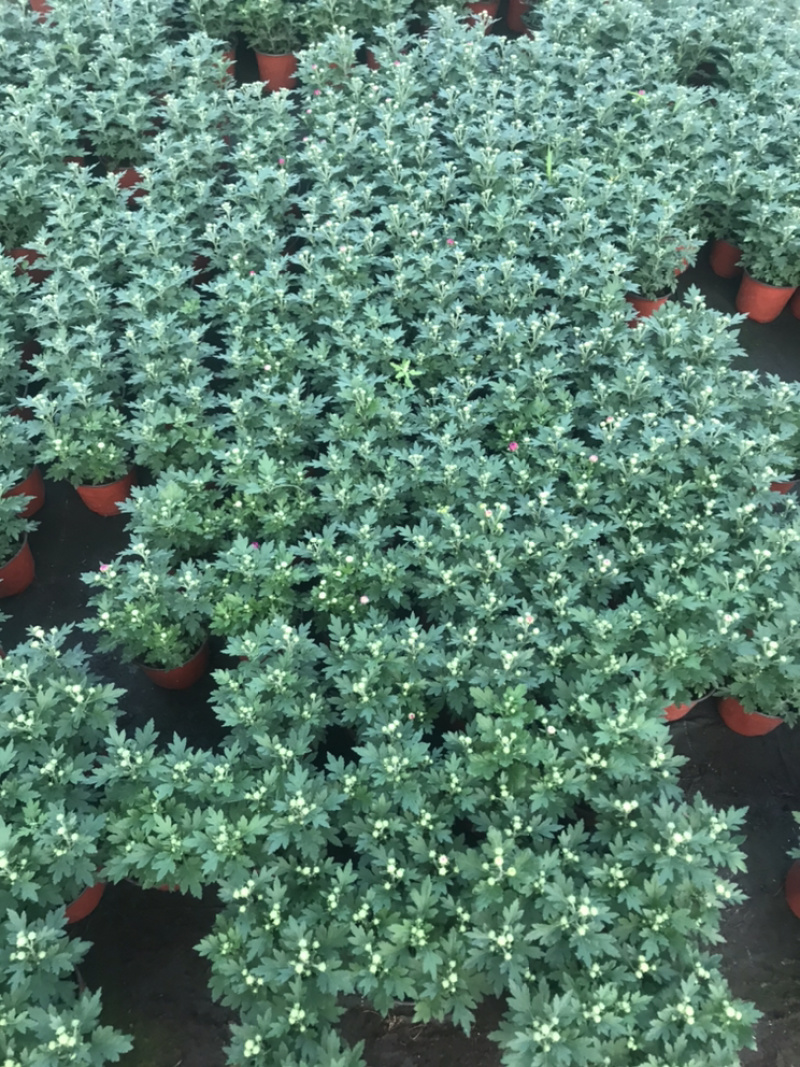 山东青州花卉各种多肉1.2元一盆