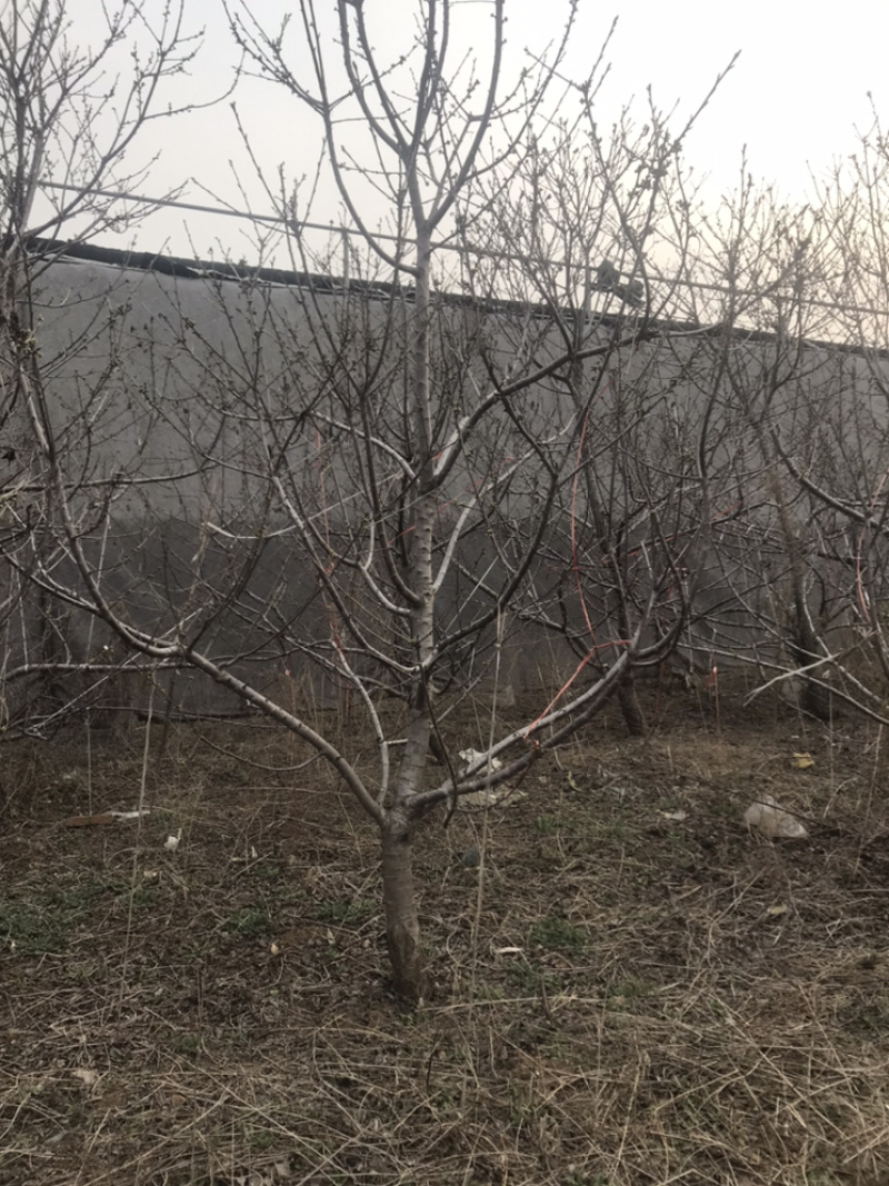 先锋7年樱桃树
