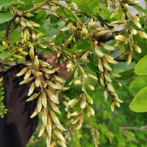 槐花槐树花新鲜野生槐花特菜当季蔬菜当天采摘鲜货